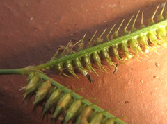 Dactyloctenium australe