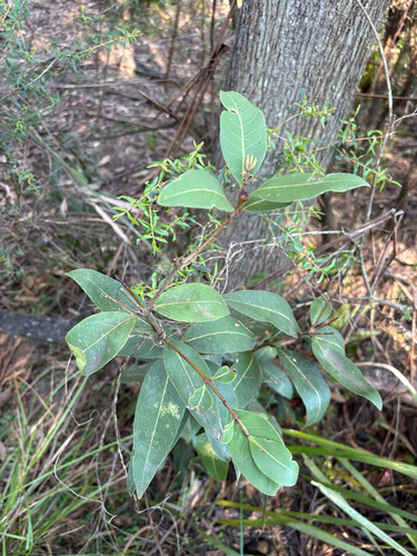 Notelaea venosa, photograph 5