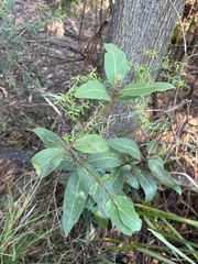 Notelaea venosa, photograph (c) Bryce Watts-Parker, some rights reserved (CC BY)