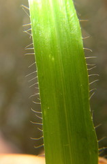 Dactyloctenium australe