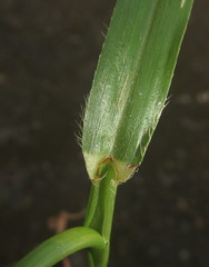 Dactyloctenium australe