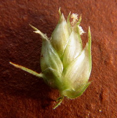 Dactyloctenium australe