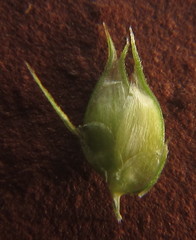 Dactyloctenium australe