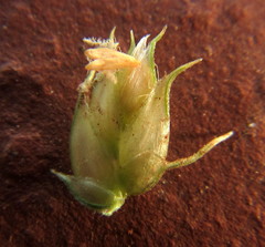 Dactyloctenium australe