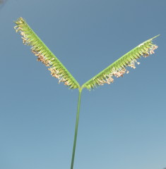 Dactyloctenium australe