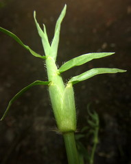 Dactyloctenium australe