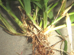 Dactyloctenium australe