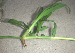 Dactyloctenium australe