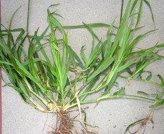 Dactyloctenium australe