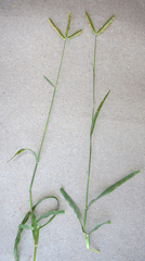 Dactyloctenium australe