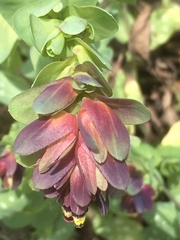 Cerinthe retorta