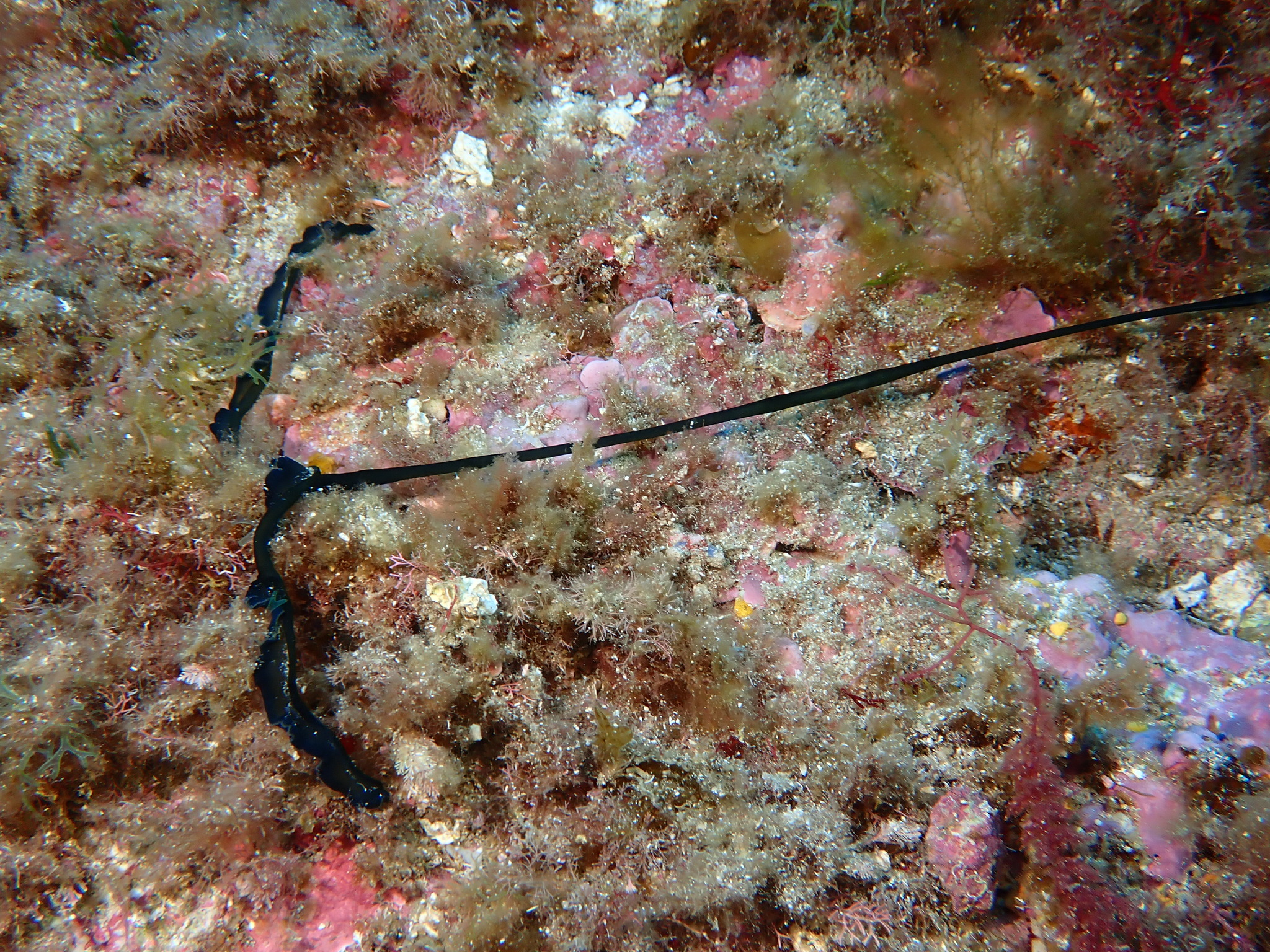 Bonellia viridis Rolando, 1822