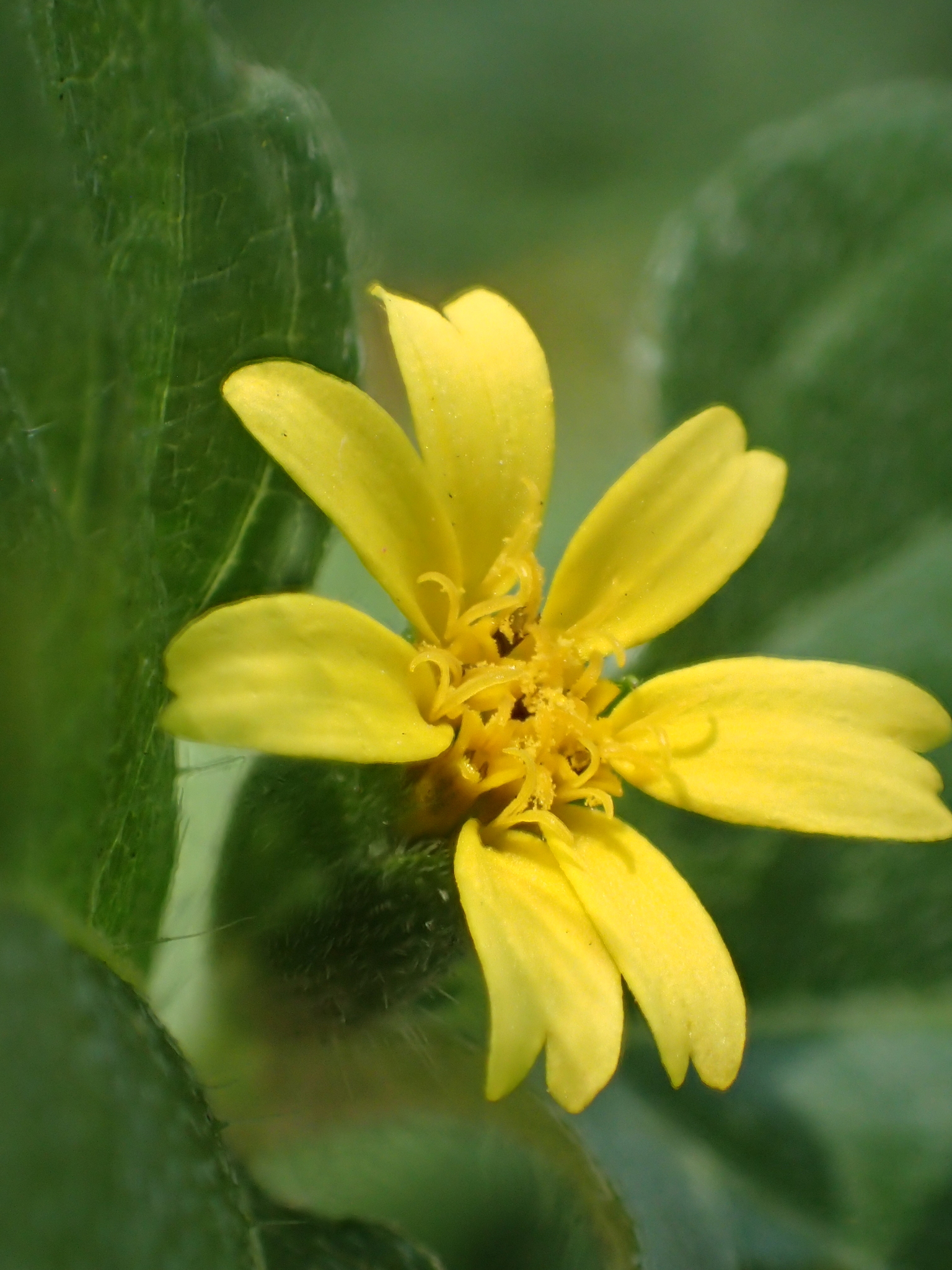Calyptocarpus vialis