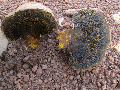 Dead Man's Foot