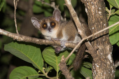 Microcebus murinus