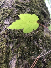 Acer rubrum rubrum