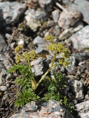 Vicatia atrosanguinea