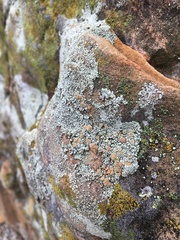 Rhizoplaca subdiscrepans