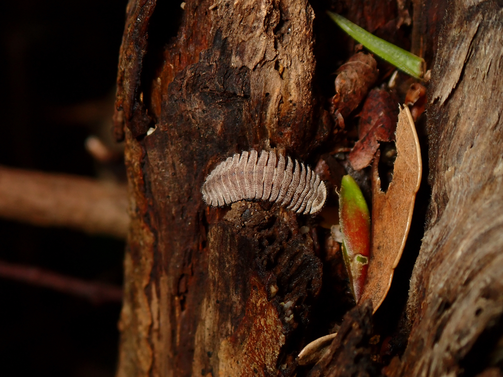 Kiusiunum sekii