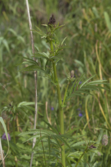 Sanguisorba tenuifolia