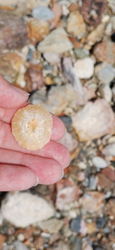 Patella caerulea