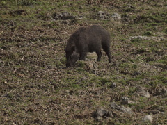 Sus scrofa