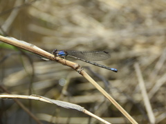 Argia extranea