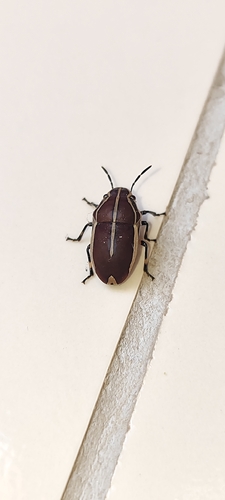 Agonosoma flavolineatum