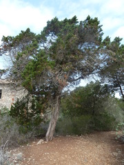 Juniperus phoenicea
