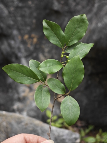 Oriental Spicebush