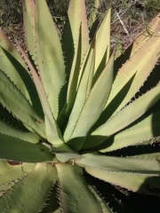 Agave ghiesbreghtii