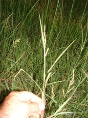 Echinochloa helodes