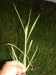 Echinochloa helodes