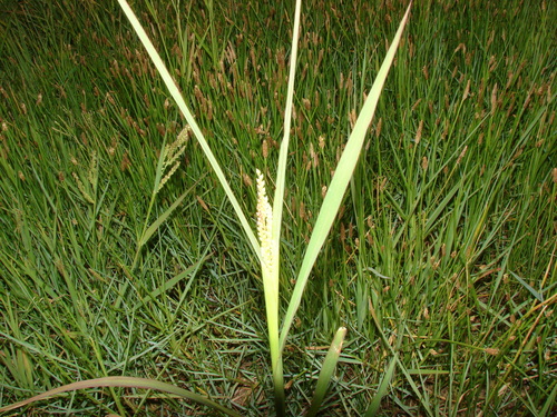 Echinochloa helodes