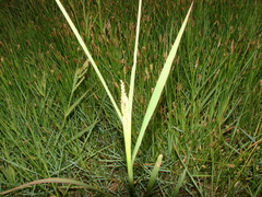 Echinochloa helodes