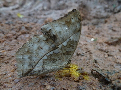 Harma theobene theobene