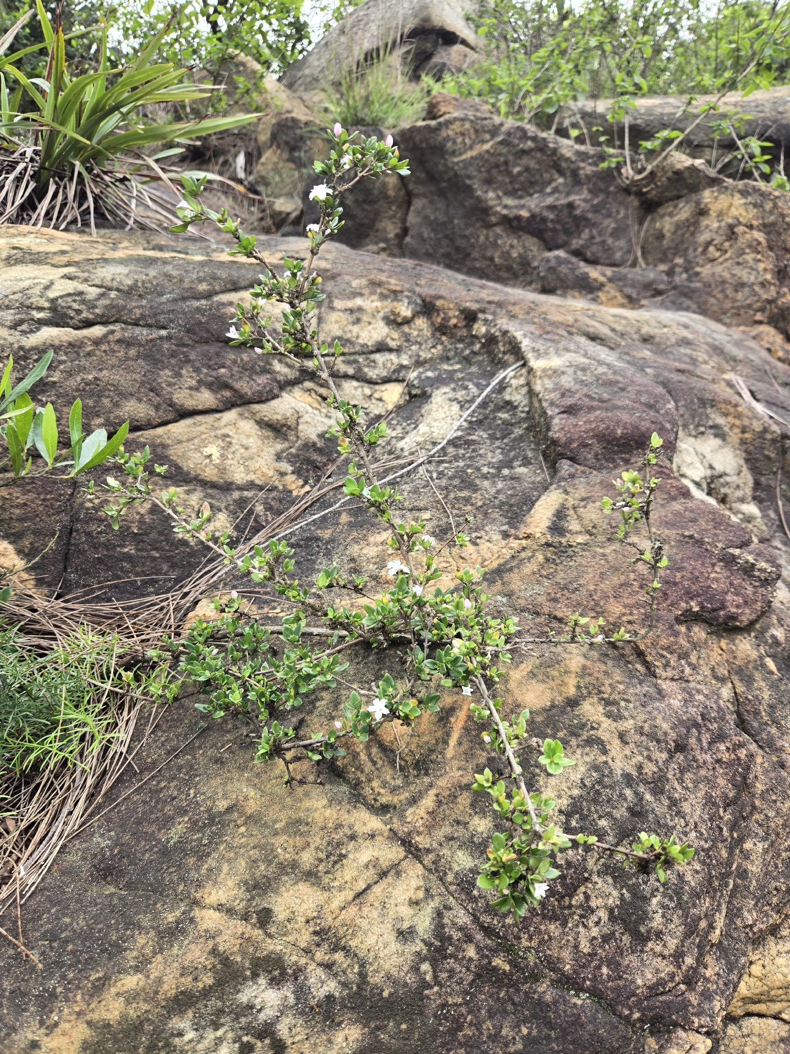 Buchozia japonica
