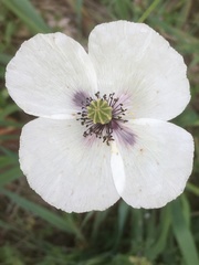Papaver albiflorum