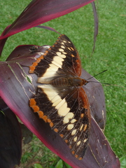Charaxes cynthia cynthia