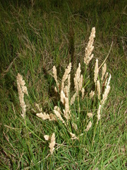 Poa ligularis