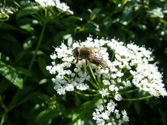 Eristalis nemorum