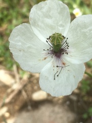 Papaver albiflorum