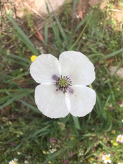 Papaver albiflorum