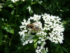 Eristalis nemorum