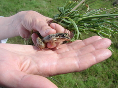Leptodactylus gracilis