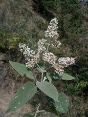 Buddleja paniculata