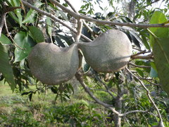 Aspidosperma megalocarpon