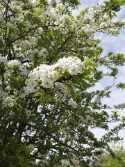 Pyrus syriaca
