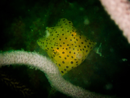 Ostracion cubicum