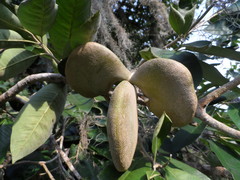 Aspidosperma megalocarpon